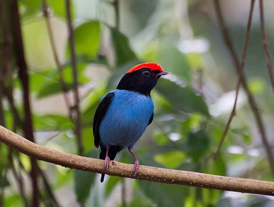 Observador de aves en reserva natural paraguaya, vida y arquitectura en armonía con la biodiversidad